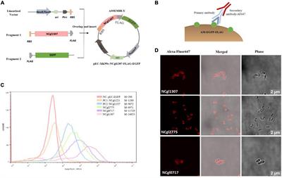 Genome-Scale Mining of Novel Anchor Proteins of Corynebacterium glutamicum